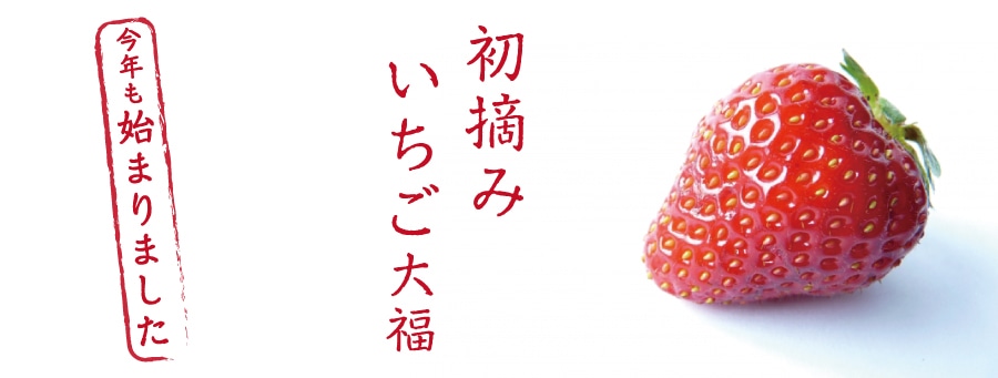 初摘みいちご入荷しました！
